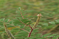 Indigofera astragalina